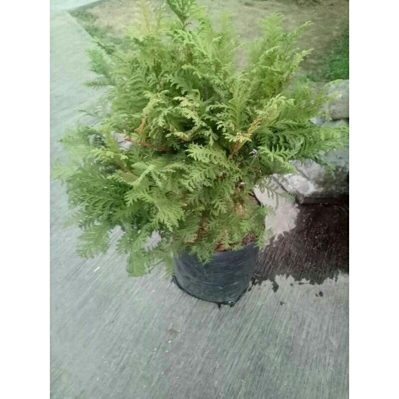 Jual Cemara Inoki Hijau polos Besar | Shopee Indonesia