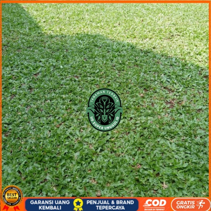 Jual Bibit Rumput Gajah Mini Per Meter 100cm×100cm Bibit Tanaman valid ...