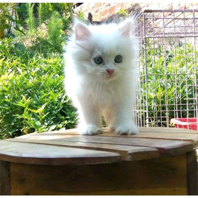 Jual (BULU PUTIH) KUCING KITTEN PERSIA MEDIUM ANGGORA KUCING JANTAN ...