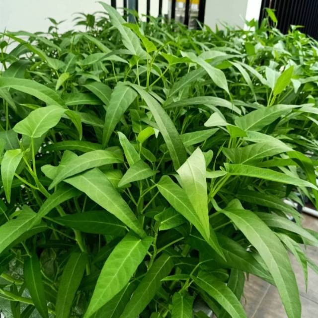 300 Biji - Benih KANGKUNG DAUN LEBAR, Tipe daun Lebar dapat dipanen umur 20 harian