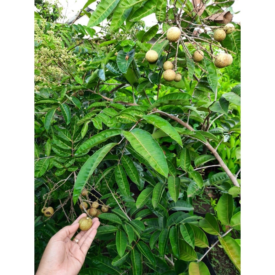 Jual Bibit Kelengkeng Matalada PERNAH BERBUAH | Shopee Indonesia