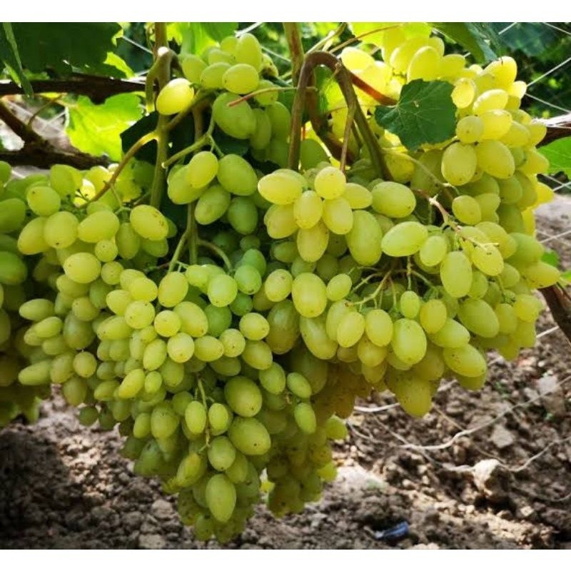Jual Bibit Anggur Heliodor Premium Benih Buah Anggur Bibit Tanaman ...