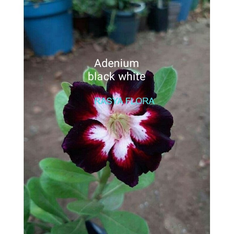 tanaman hias Kamboja jepang adenium bunga tumpuk black white Kamboja jepang adenium bunga tumpuk