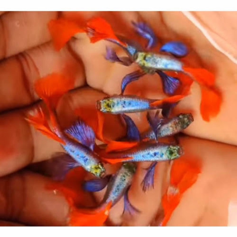 Jual paket 15 ekor gupi guppy prt hiasan aquarium jantan betina murah ...