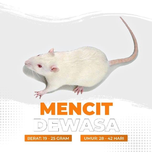 Jual Mencit Hidup Dewasa / Tikus Putih Dewasa | Shopee Indonesia