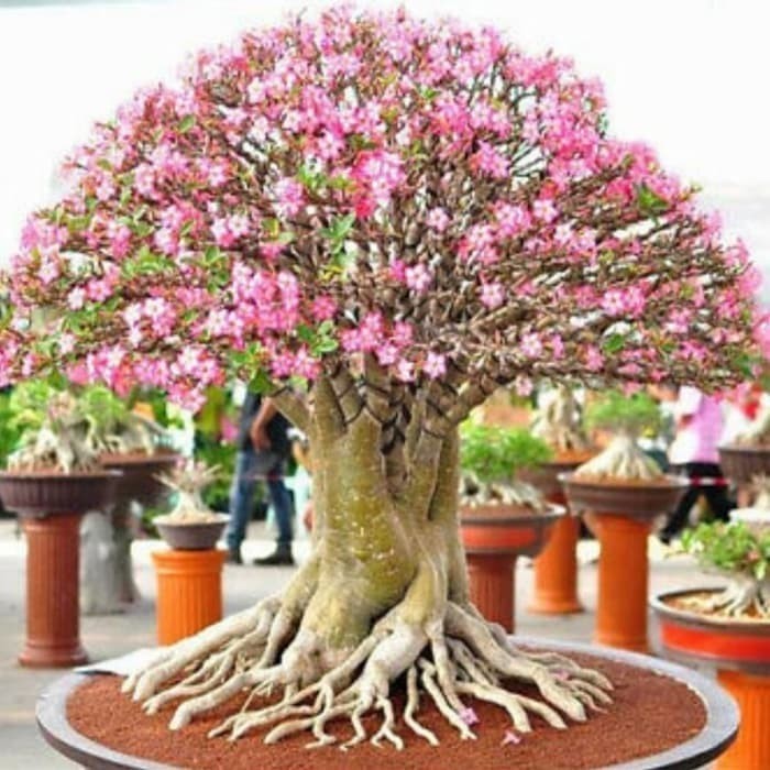 Jual BIBIT Adenium Arabicum Rachinee | Shopee Indonesia