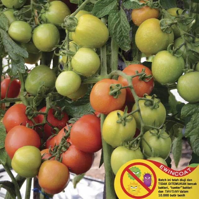10 Biji - Benih tomat sayur SERVO F1, tahan virus gemini cap panah merah