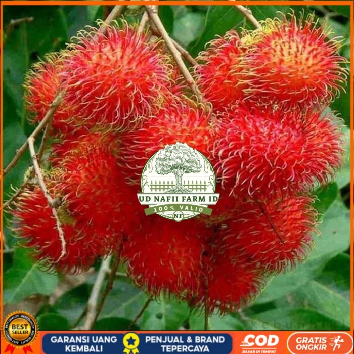 Jual Bibit Rambutan Zaenal Mahang (Daging Tebal) Bibit Tanaman Super ...
