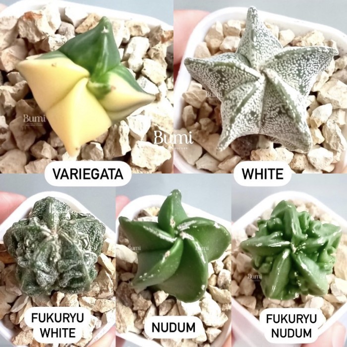 Jual Astrophytum Myriostigma Variegata Nudum White Fukuryu Bumi