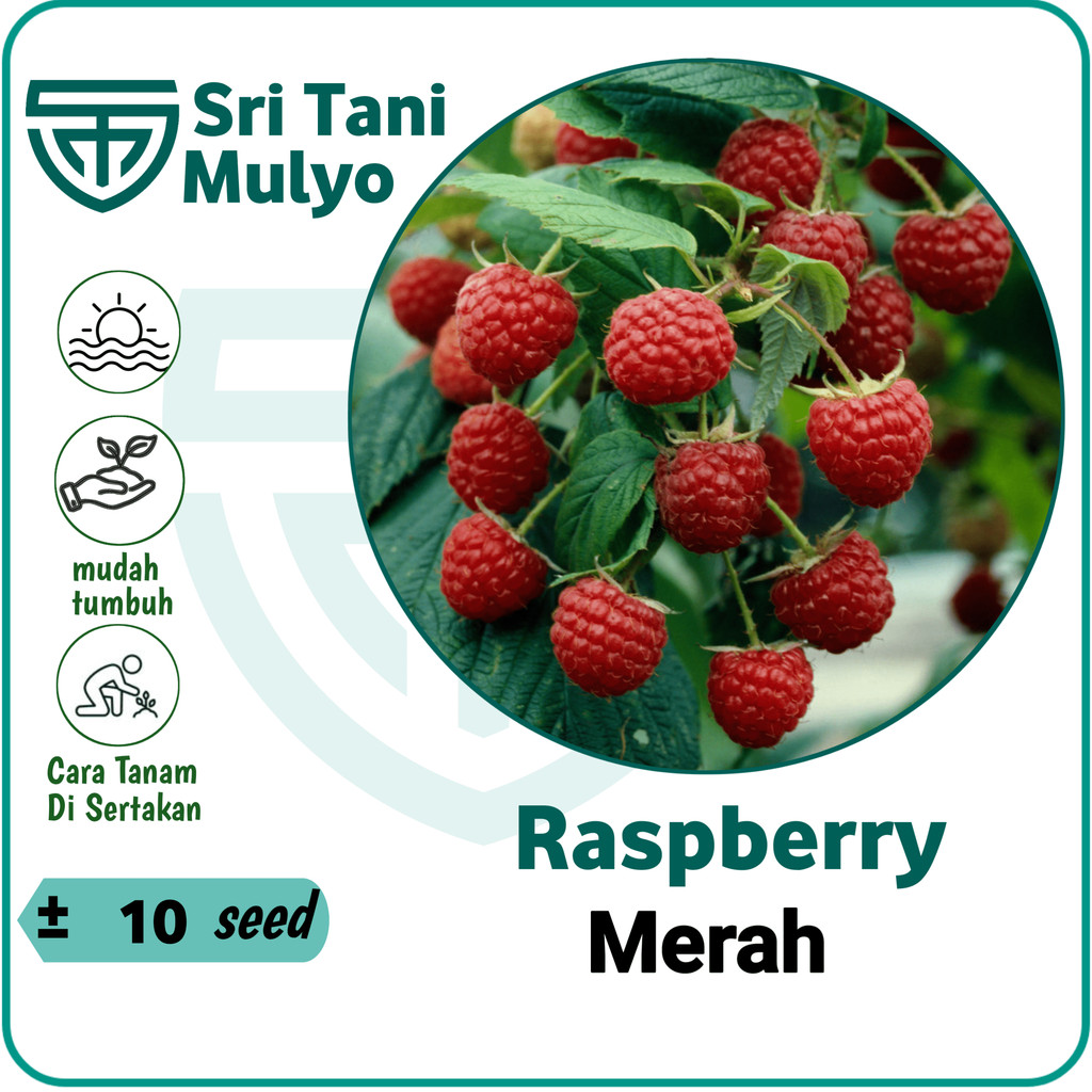 Jual 10 Benih RASPBERRY Merah Import Premium - Sri Tani Mulyo | Shopee ...
