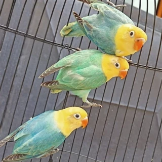 Jual parblue lovebird Harga Terbaik & Termurah April 2025