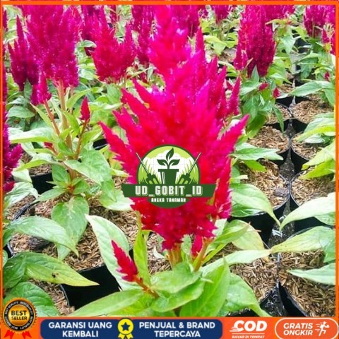 Jual Tanaman Hias Jengger Ayam - Bunga Jengger Ayam Bibit Tanaman Super ...