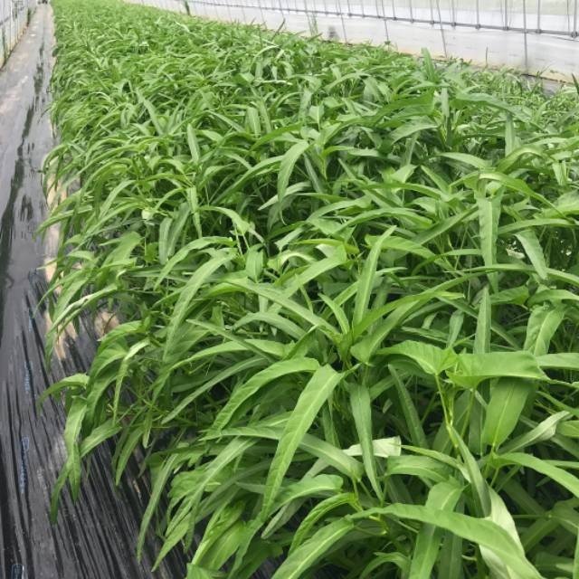 300 Biji - Benih KANGKUNG DAUN SEMPIT, kangkung tekstur lebih renyah,