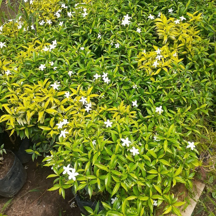 Jual TANAMAN HIAS BUNGA ROMBUSA/ BUNGA SERIBU BINTANG RIMBUN Bibit ...
