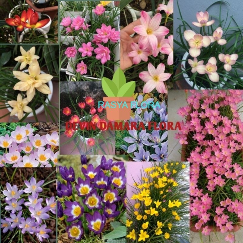PROMO!!!! TANAMAN HIAS LILY HUJAN / RAIN LILY / VARIASI WARNAA