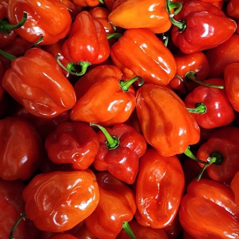 Jual 5 Biji - Cabe RED HABANERO, Varian cabe super pedas | Shopee Indonesia