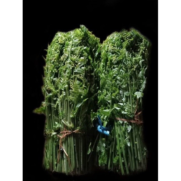 Jual Pakis Sayur segar Pakis Hutan 1kg | Shopee Indonesia