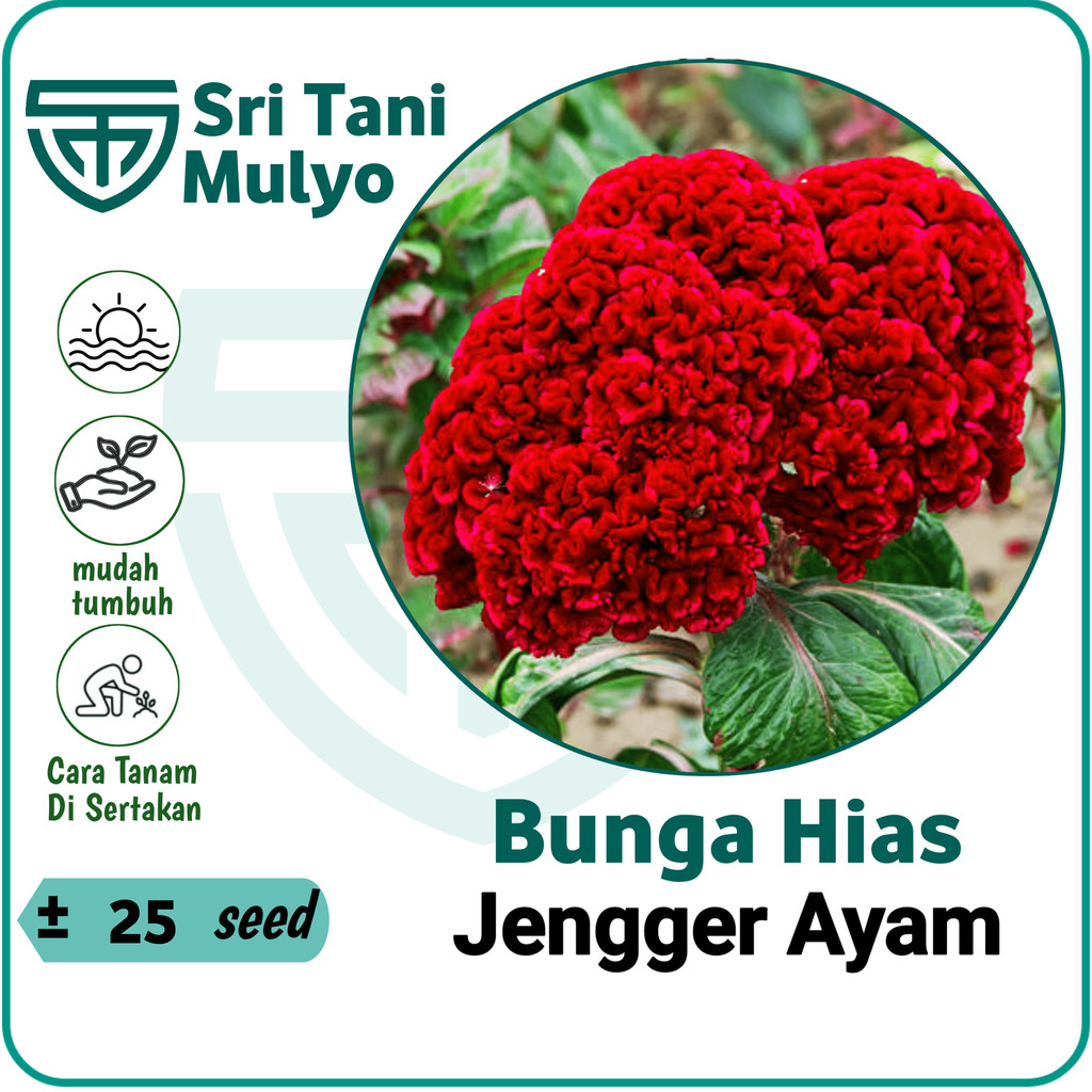 Jual 25 Benih Bunga Jengger Ayam Super Import - Sri Tani Mulyo | Shopee ...