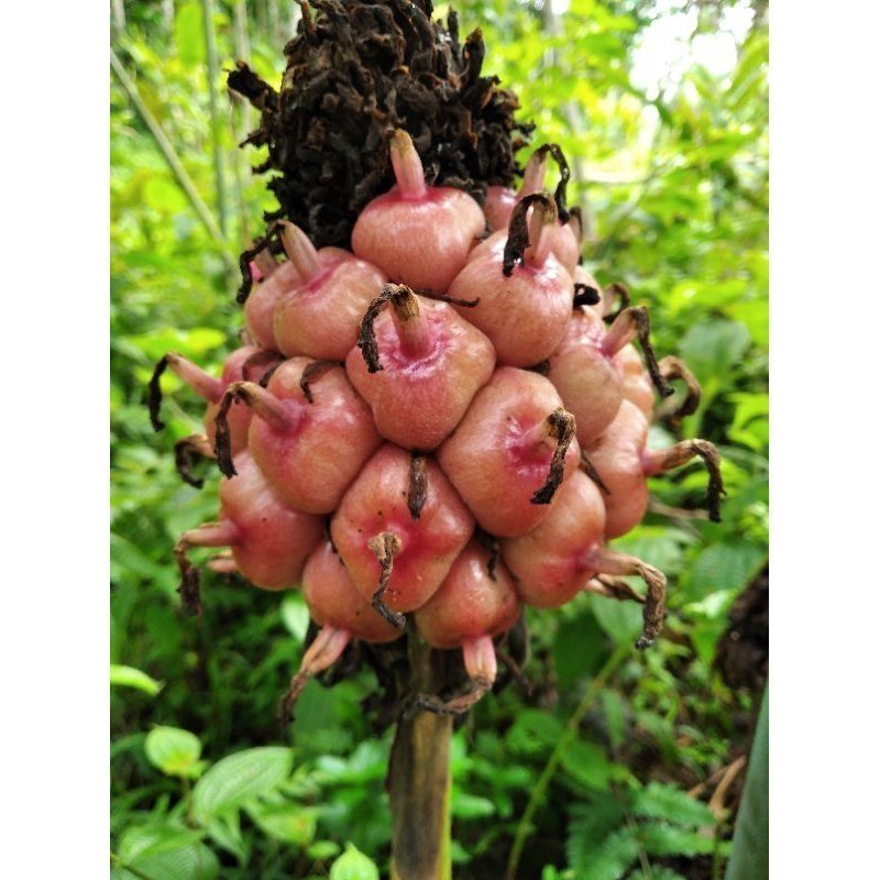 Jual Promo asam cekala / asam cikala / asam patikala / buah kecombrang ...