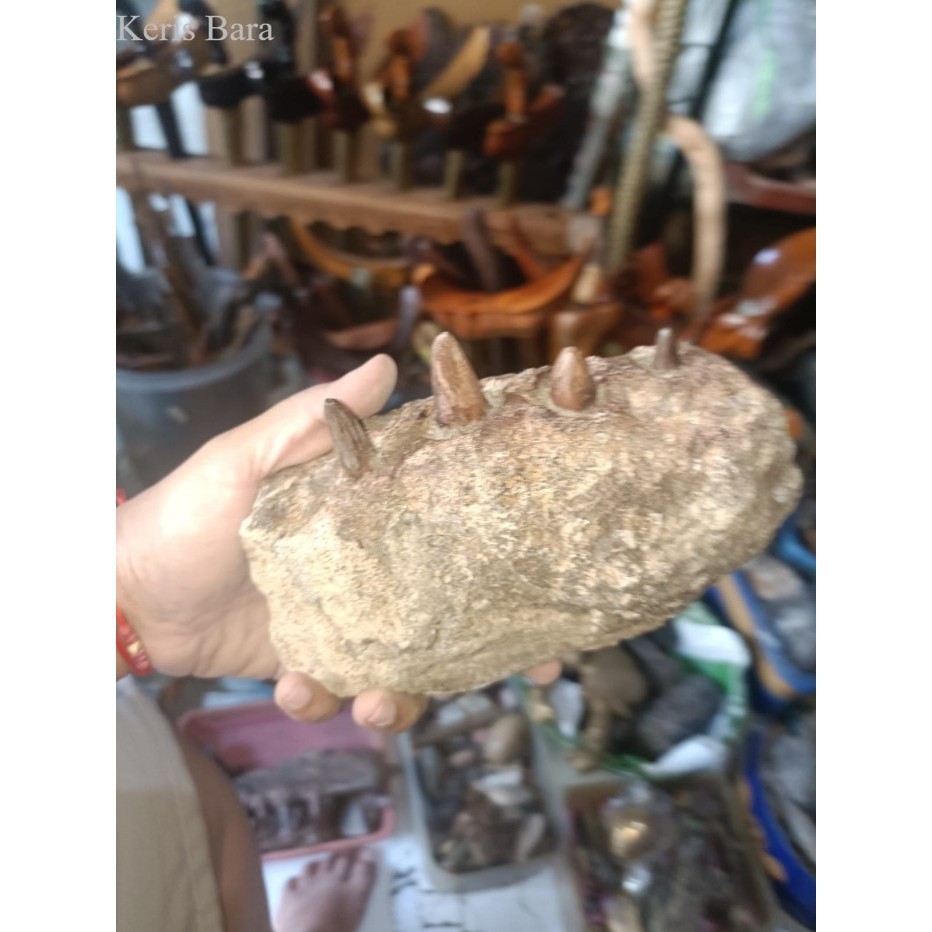 Jual fosil gigi buaya ori alami temuan di ngawi bk megantara antik ...