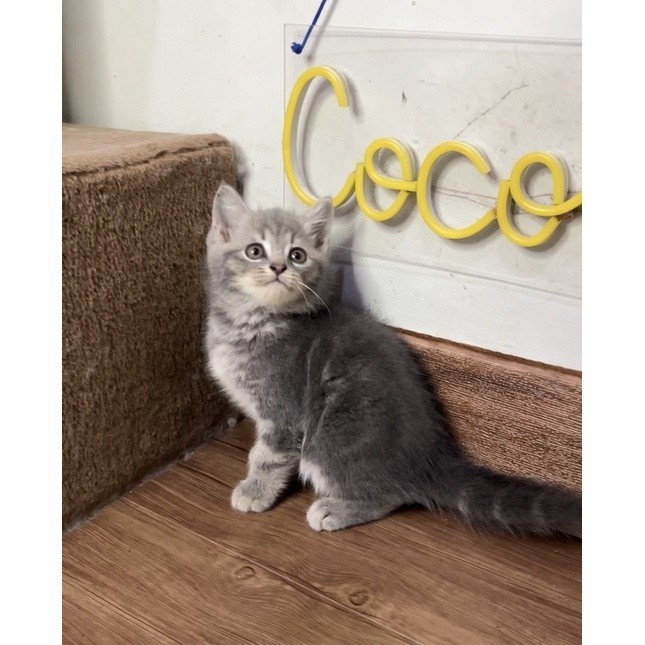 Jual kitten kucing persia blue marble | Shopee Indonesia