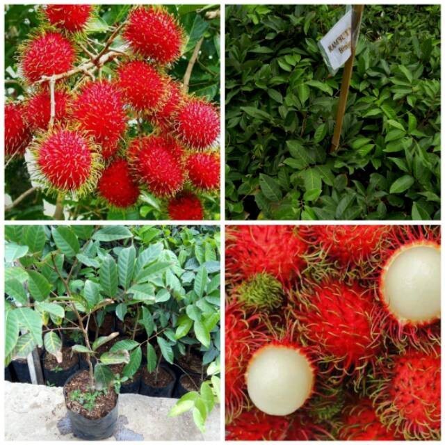 Jual BIBIT RAMBUTAN BINJAI CEPAT BERBUAH(BISA DI TARUH POT) | Shopee ...
