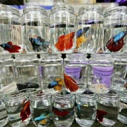 Jual ikan hias cupang slayer halfmoon | Shopee Indonesia