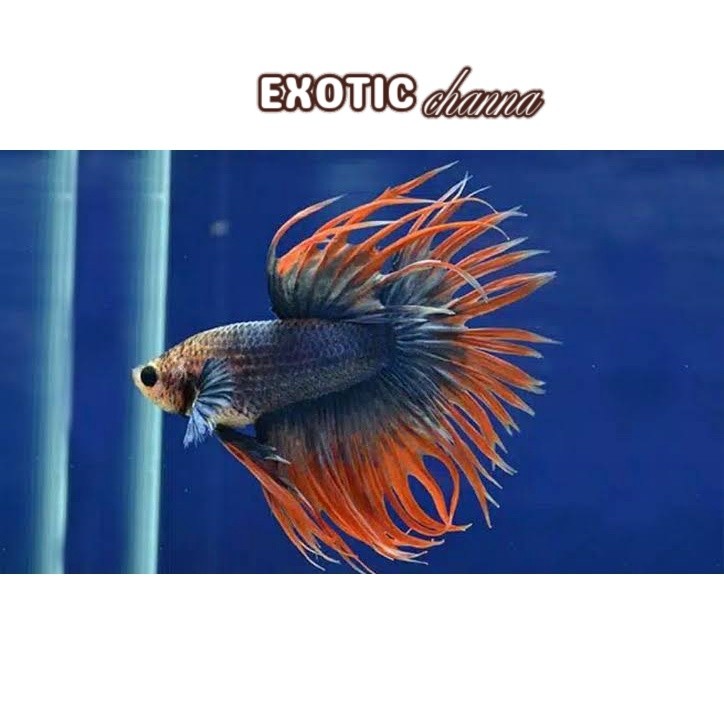 Jual Sisir serit cupang M perlengkapan aquarium | Shopee Indonesia