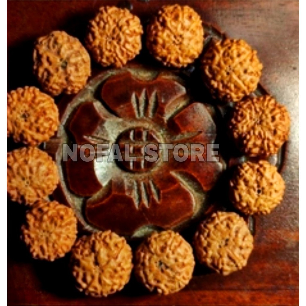 Jual JENITRI BUTIRAN RUDRAKSHA MUKHI 7 ATAU GARIS 7 | Shopee Indonesia