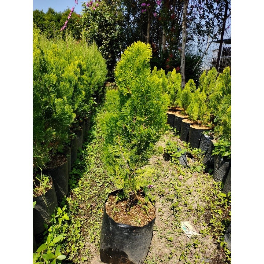 Jual Cemara Kipas 1 Meter - Cemara Kipas Besar & Tinggi - Tanaman ...