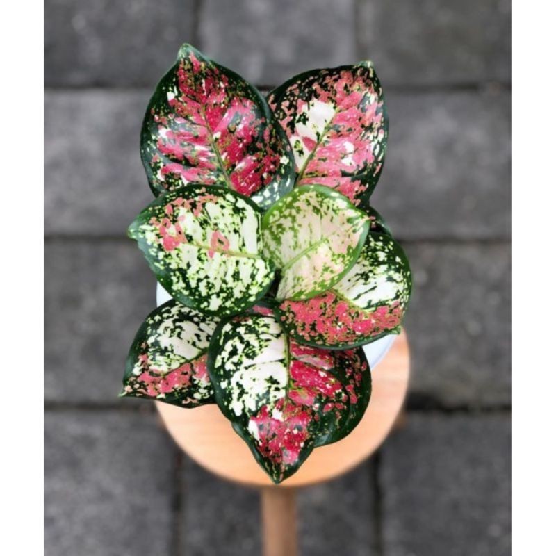 Jual ( GRATIS ONGKIR ) ANAKAN TANAMAN HIAS AGLONEMA TRI COLOR/BABY ...