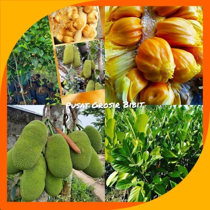 Jual Bibit Nangkadak(nangka Cempedak) | Shopee Indonesia