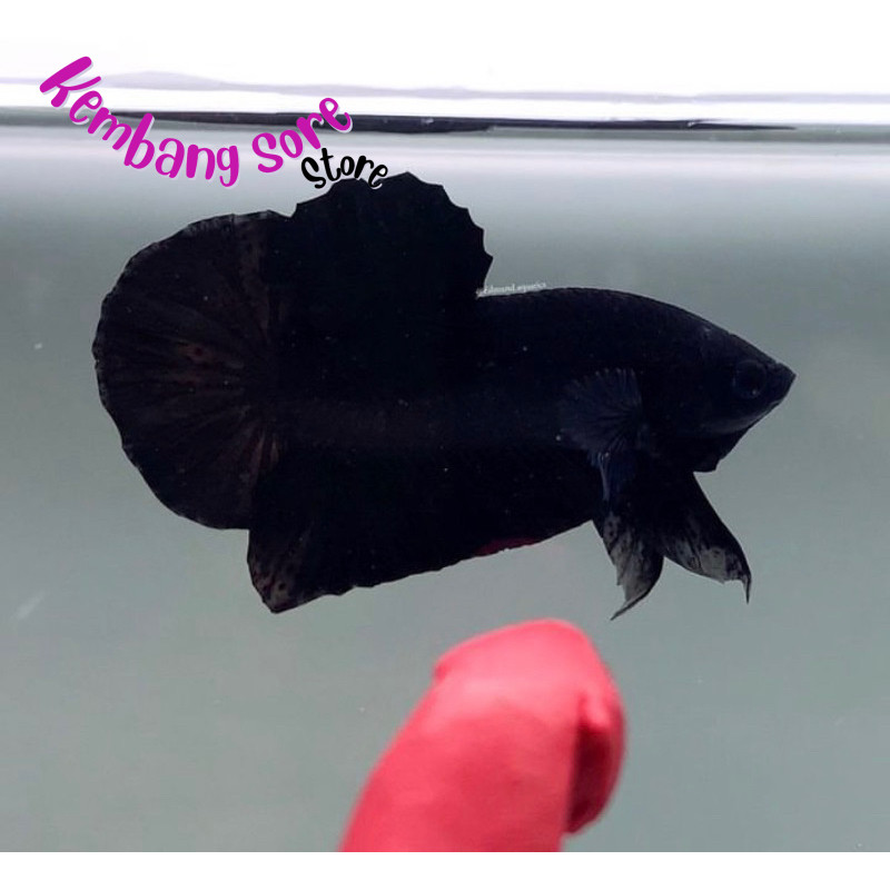 Jual BIGSALE !! cupang super black king, hitam pekat, mental galak ...