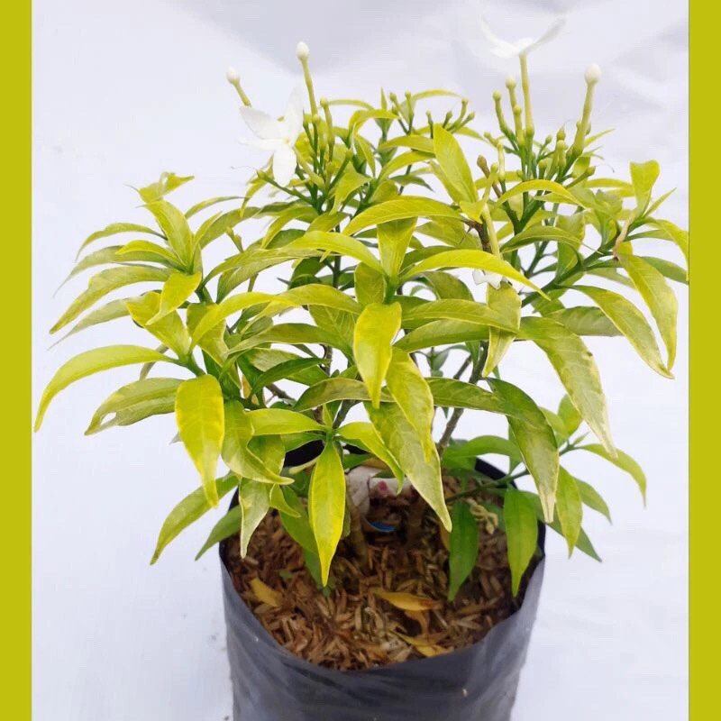 Jual Tanaman Hias Rombusha Mini Kuning Imut - Rombusa Mini Daun Kuning ...