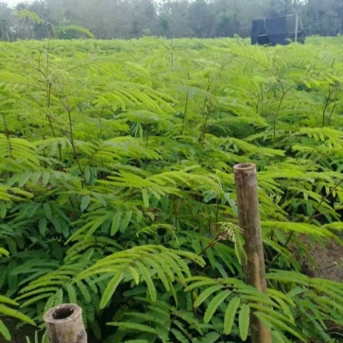 Jual Bibit Tanaman Kaliandra Pakan Ternak/ Penahan Erosi | Shopee Indonesia