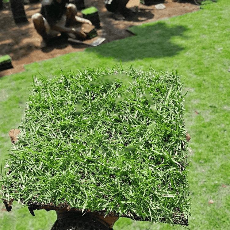 Jual Benih Bibit Super Rumput Jepang / Rumput Golf / Rumput Taman ...