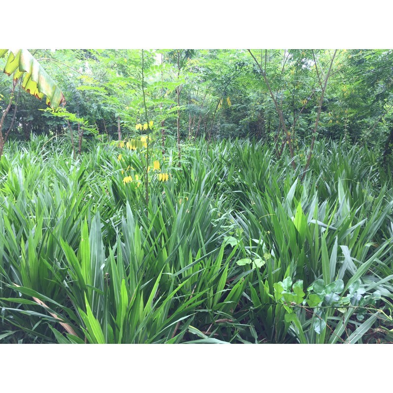 Jual Bibit rumput odot kualiatas super 1 kg | Shopee Indonesia