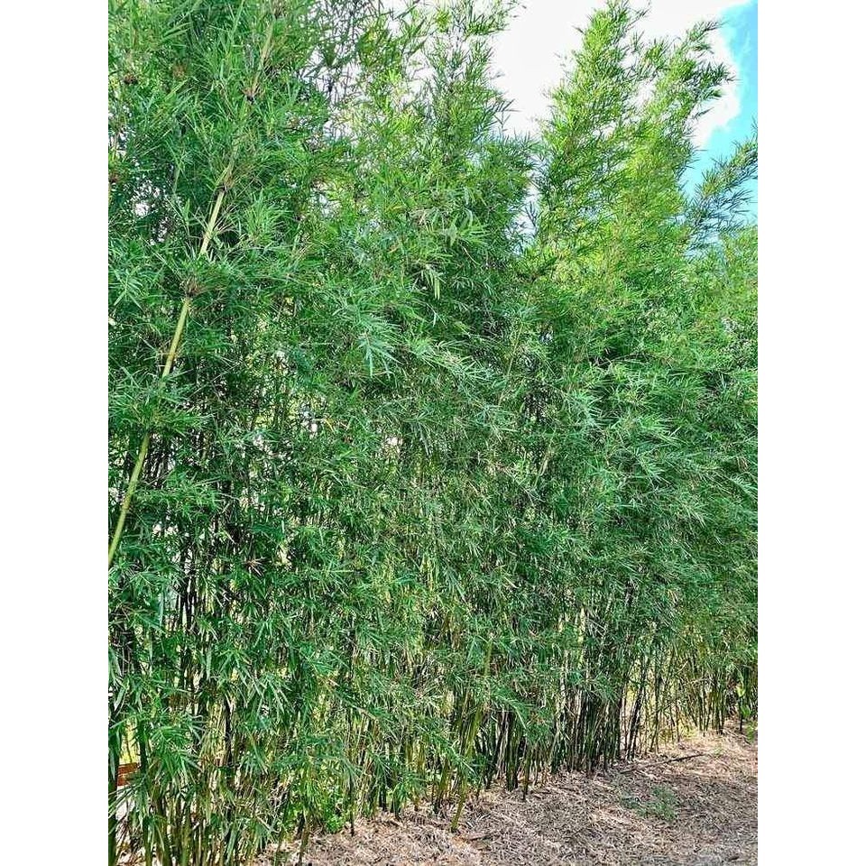 Jual bibit tanaman hias bambu jepang atau bambu micro 1 meter | Shopee ...