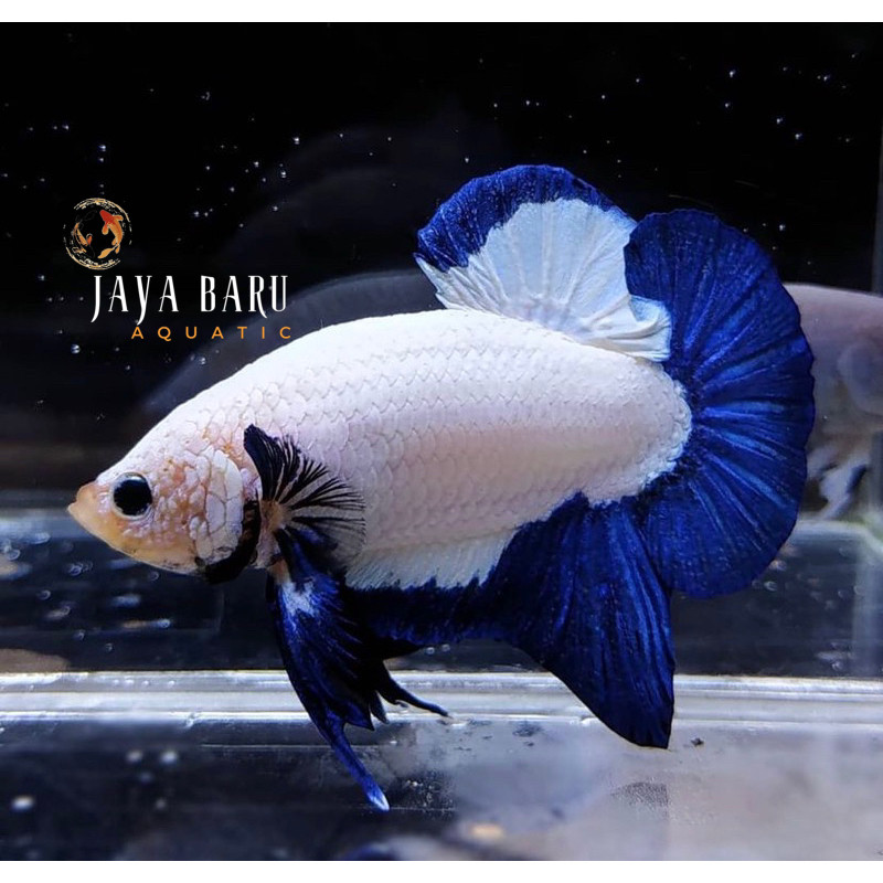 Jual Hiasan soliter cupang BLUERIM rim biru bagus istimewa Super grade ...