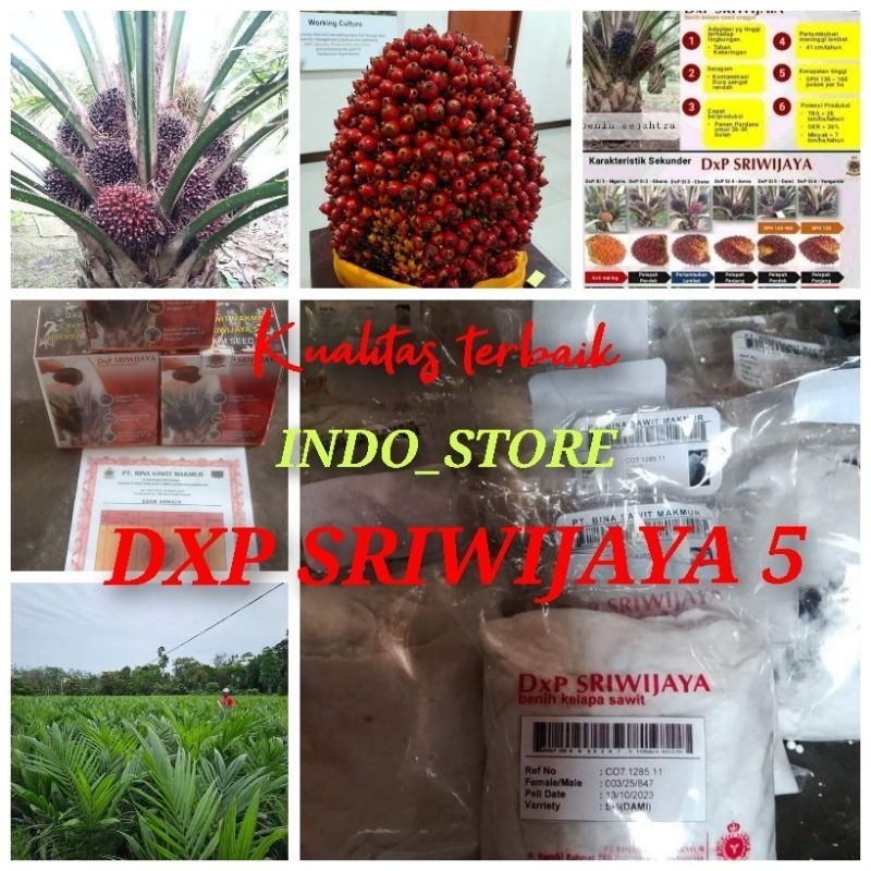 Jual Bibit Benih Kecambah Kelapa Sawit Dxp Sriwijaya Unggul Butir Shopee Indonesia