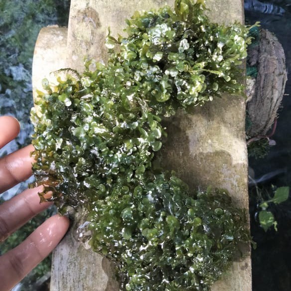 Jual Pelia Media Webikusa / Pelia Moss / Tanaman Air / Aquascape ...