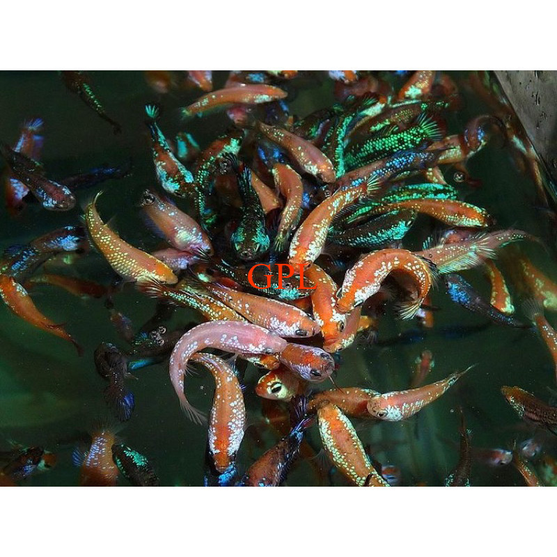 Jual AKSESORIS Anakan cupang jenis random | Shopee Indonesia