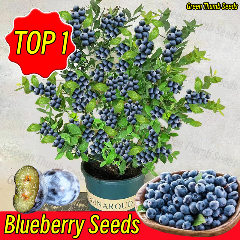 Jual Bonsai Blueberry Seeds for Planting 100seeds-Fresh Fruit Seeds ...