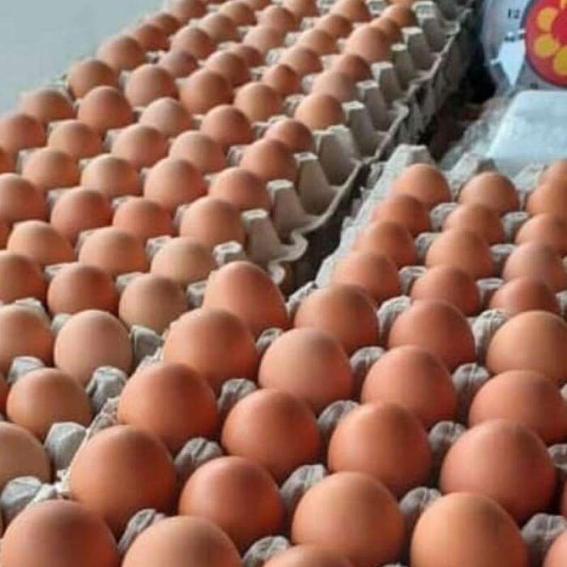 Jual TELUR AYAM RAS FRESH PACK | Shopee Indonesia