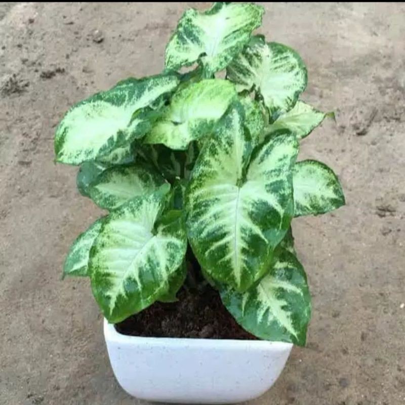 Jual Bibit tanaman hias caladium mini/ keladi mini cantik/keladi ...