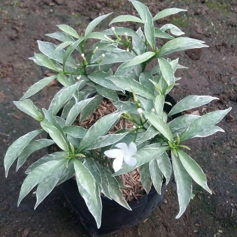 Jual Tanaman Hias Rombusha Mini Silver Imut - Rombusa Mini Daun Silver ...