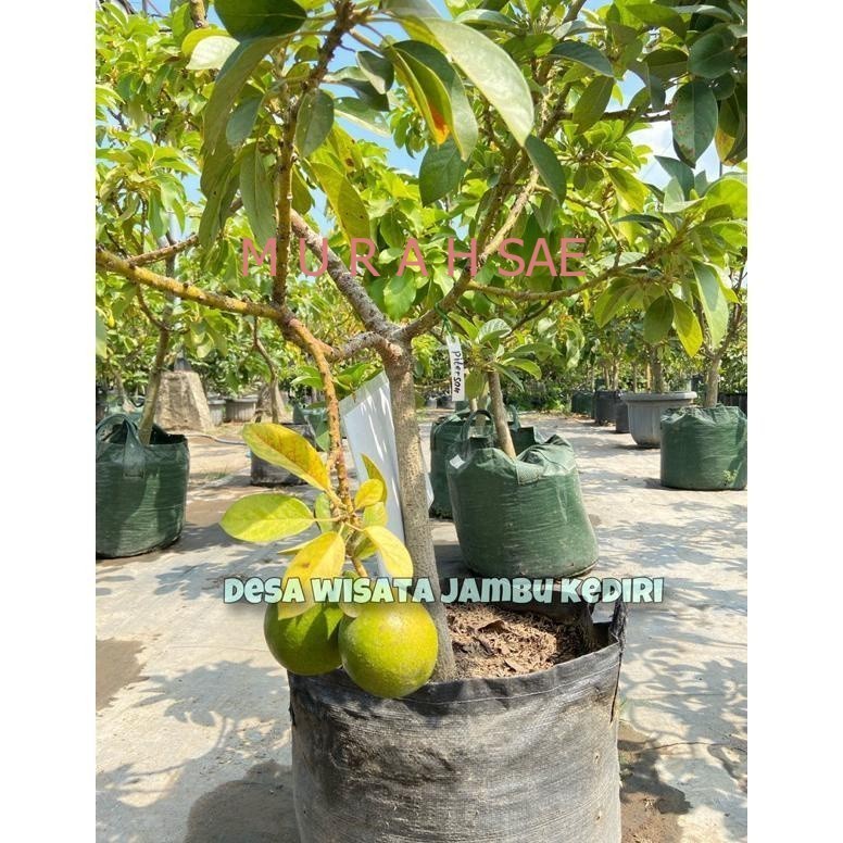 Jual Baru - KEBUN BIBIT KEDIRI BIBIT ALPUKAT (DESA WISATA JAMBU KEDIRI