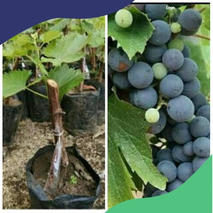 Jual Bibit angur merah (jenis karolin) | Shopee Indonesia