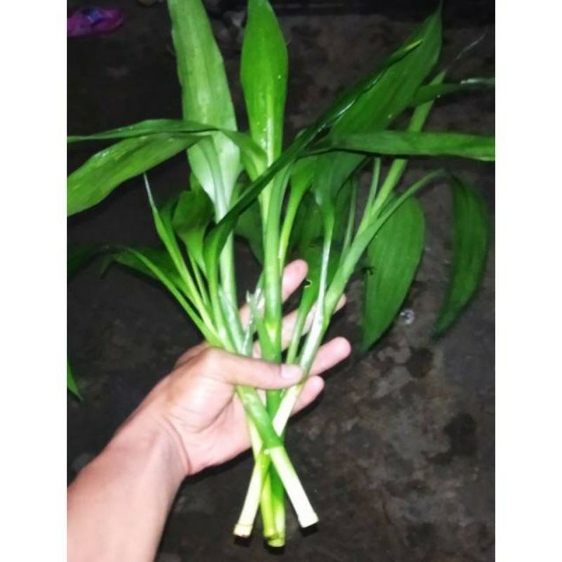 Jual bisa COD Bambu Hoki Sri rejeki perbatang Tanaman Hias . | Shopee ...