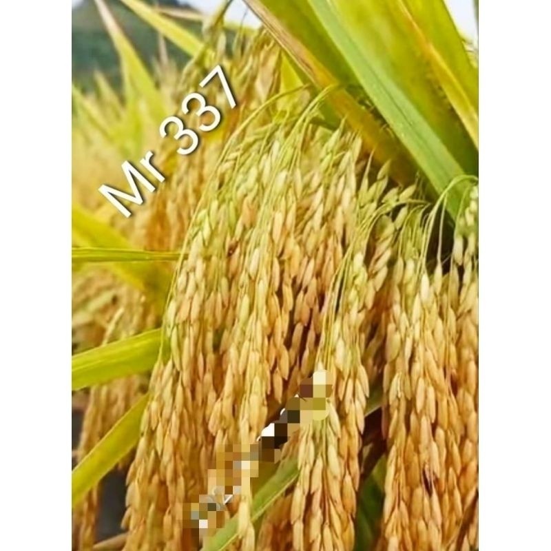 Jual BENIH PADI MR 337 SUPER TAHAN FIRUS ANTI BURUNG DAN TIKUS 1KG ...